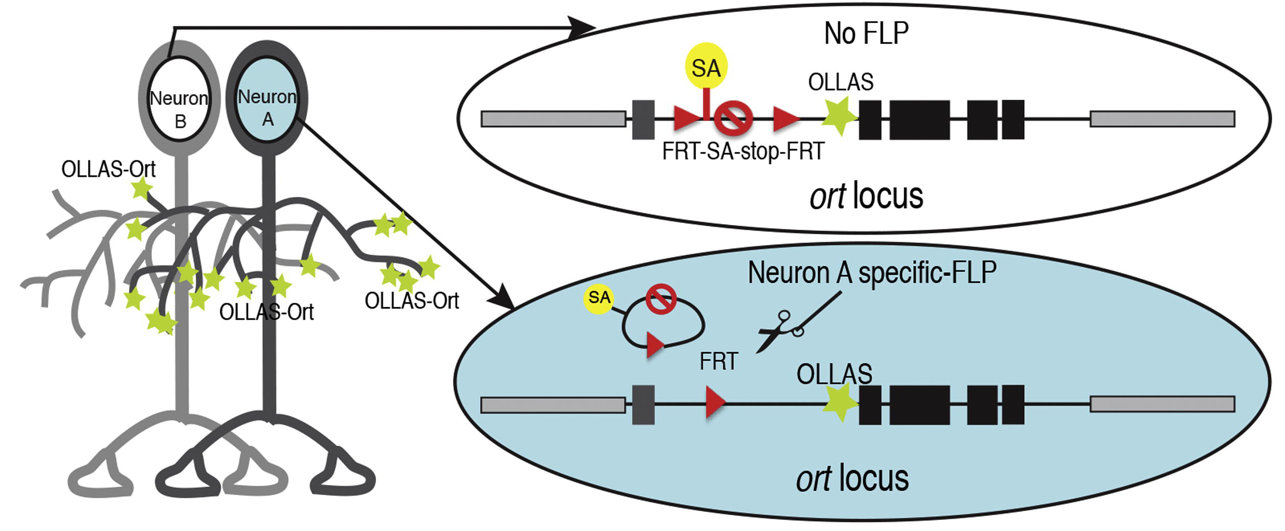 Figure of STaR postsynaptic marking from Chen et al. (2013), Cell-type-Specific Labeling of Synapses In Vivo through Synaptic Tagging with Recombination. Neuron 81: 280–293.