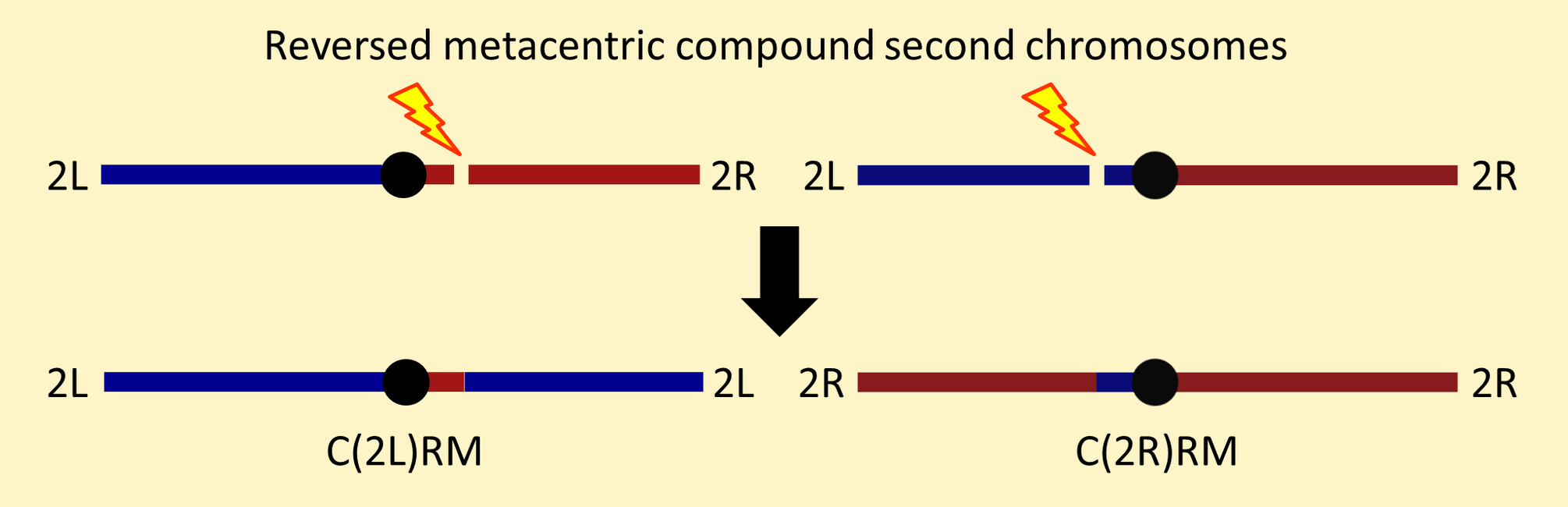 Reversed metacentric compound second chromosomes
