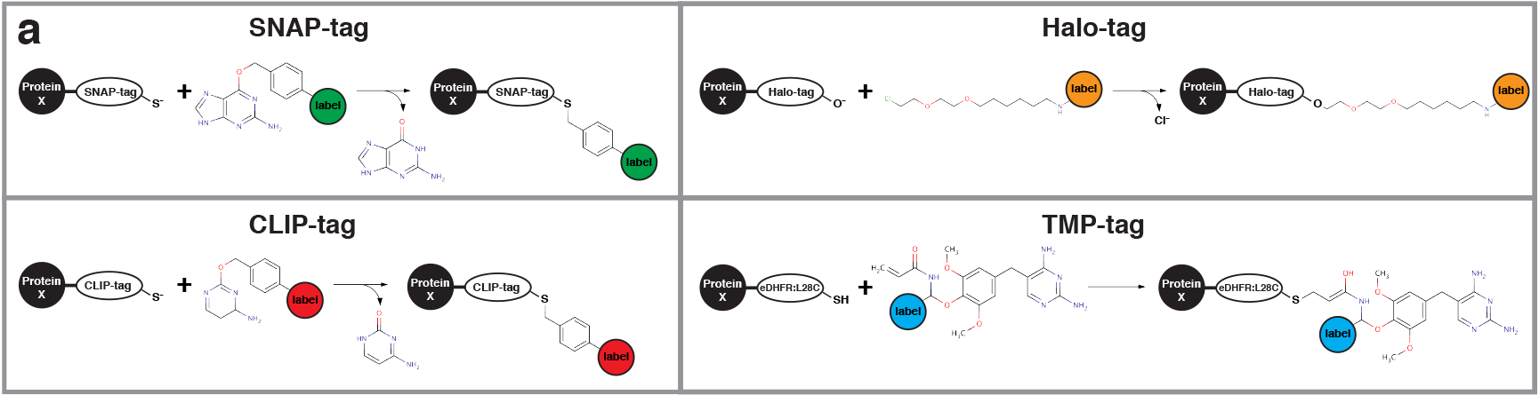 Figure of chemical tags originating in Kohl et al. (2014), Ultrafast tissue staining with chemical tags. PNAS 111:E3805-E3814.