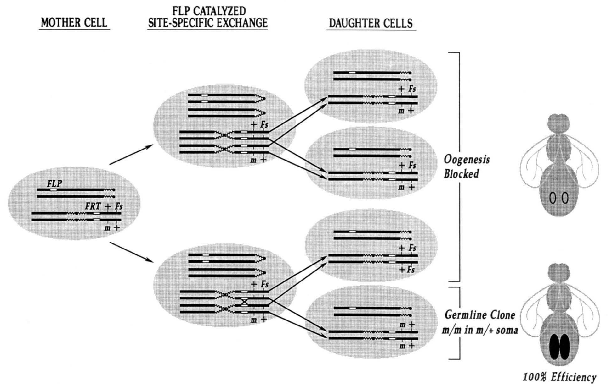 Dominant Female Sterile illustration originating in Chou & Perrimon (1996). The autosomal FLP-DFS technique for generating germline mosaics in Drosophila melanogaster. Genetics 144: 1673-1679