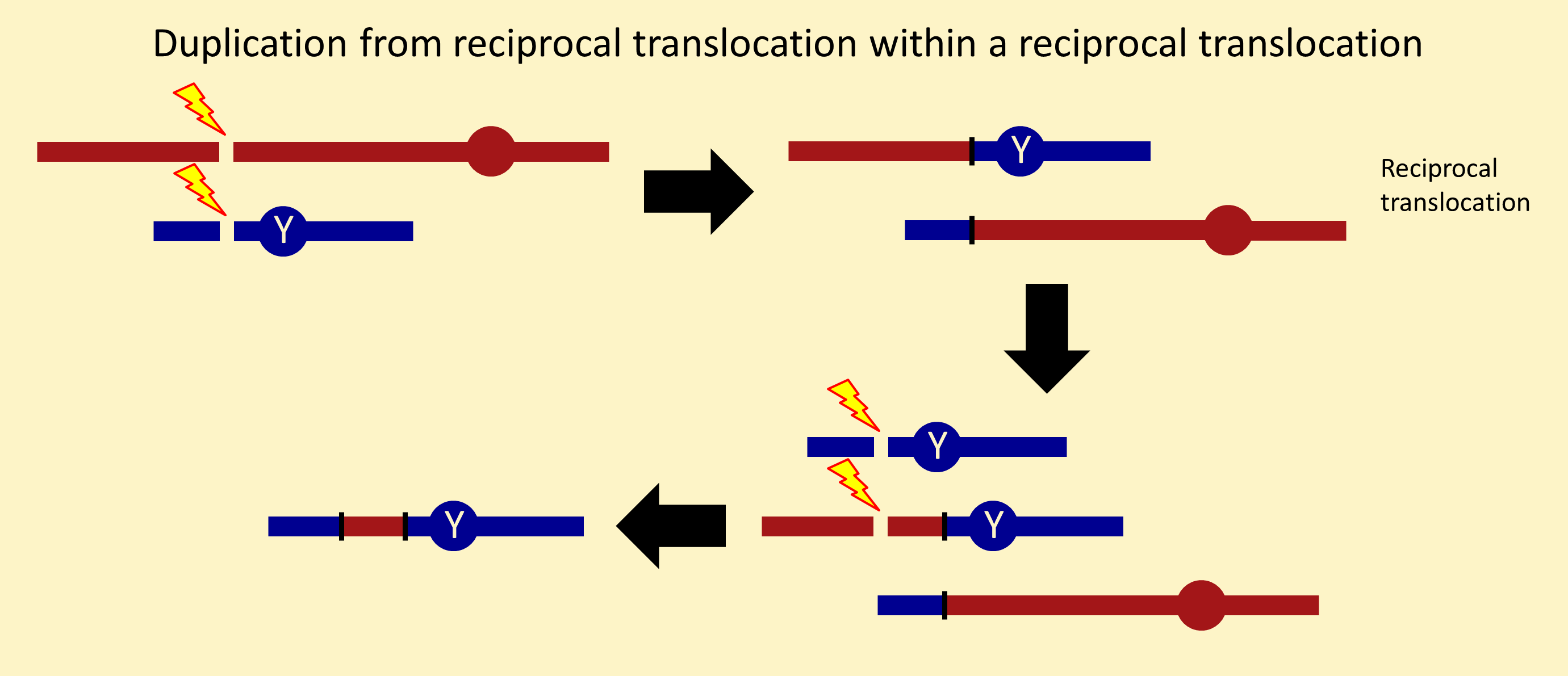  Y-linked duplication from two reciprocal translocations