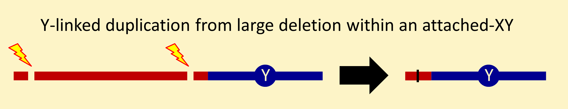 y-linked duplication from deletion within an attached-XY chromosone
