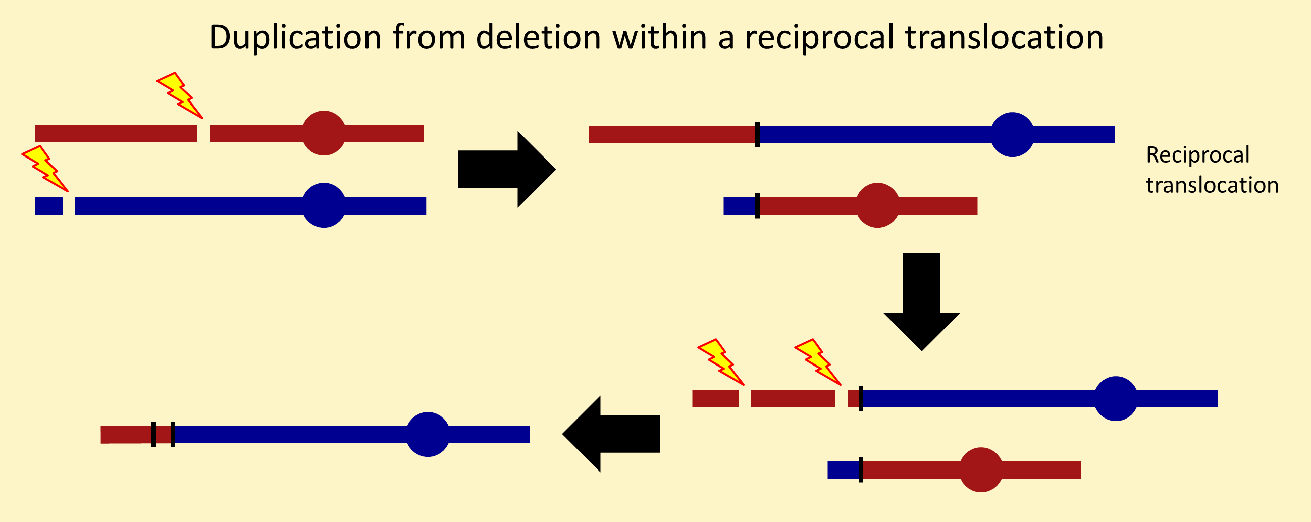 Duplication from deletion within a reciprocal translocation