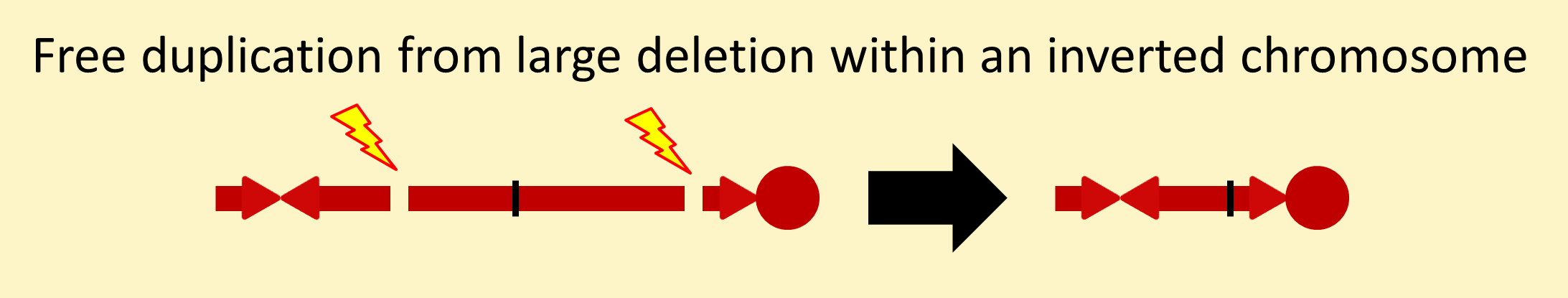 Free duplication from large deletion within an inverted chromosome