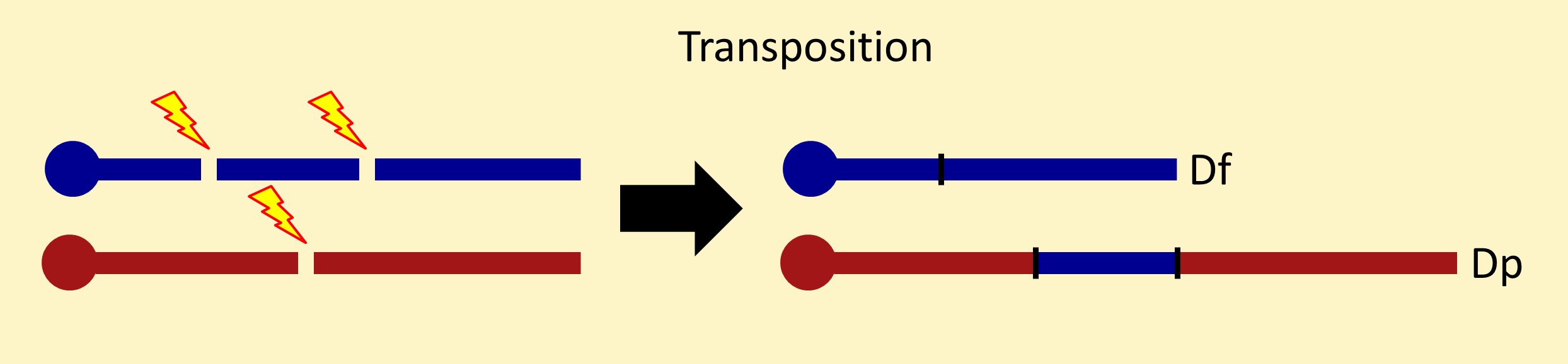 Transposition