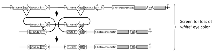 Rearranging the FRT-bearing P insertions using FLP recombinase