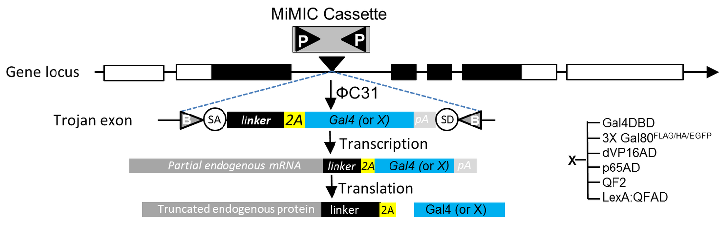 Illustration of Trojan exon swap into Mi{MIC} element by Recombinase-mediated Cassette Exchange MCE originating in Diao et al. (2015), Plug-and-Play Genetic Access to Drosophila Cell Types using Exchangeable Exon Cassettes. Cell Reports 10: 1410–1421