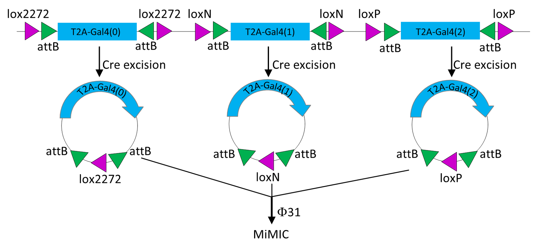 Illustration of excision of Trojan exon extrachromosomal circles from lox(Trojan-GAL4)x3} originating in Diao et al. (2015), Plug-and-Play Genetic Access to Drosophila Cell Types using Exchangeable Exon Cassettes. Cell Reports 10: 1410–1421