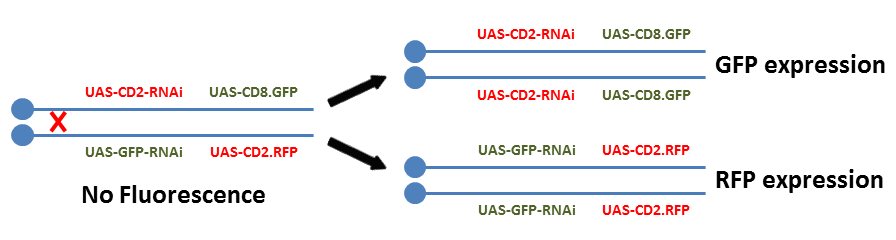 Illustration of twin spot MARCM showing differential expression of fluors in daughter cells following mitotic recombination