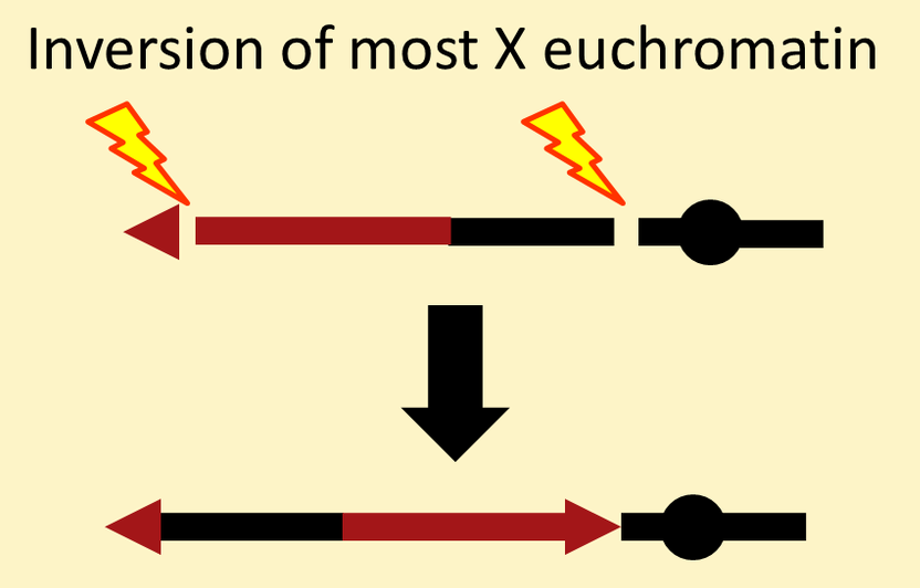 Inversion of most X euchromatin