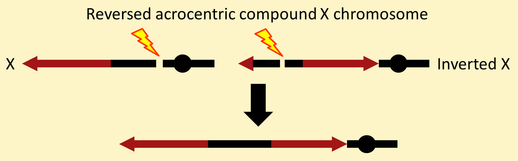 Reversed acrocentric compound X chromosome