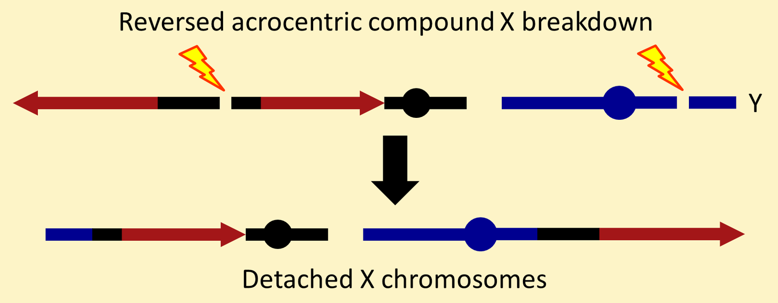 Detached X chromosomes