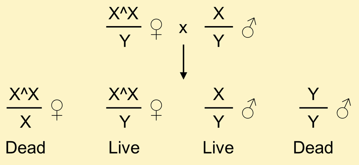 attached-X chromosomes
