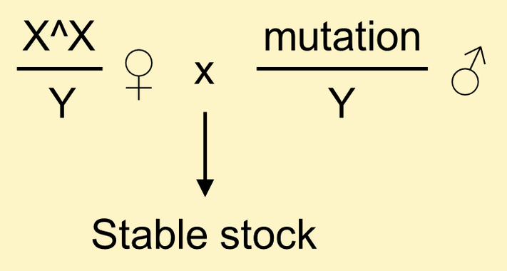 Stable stock