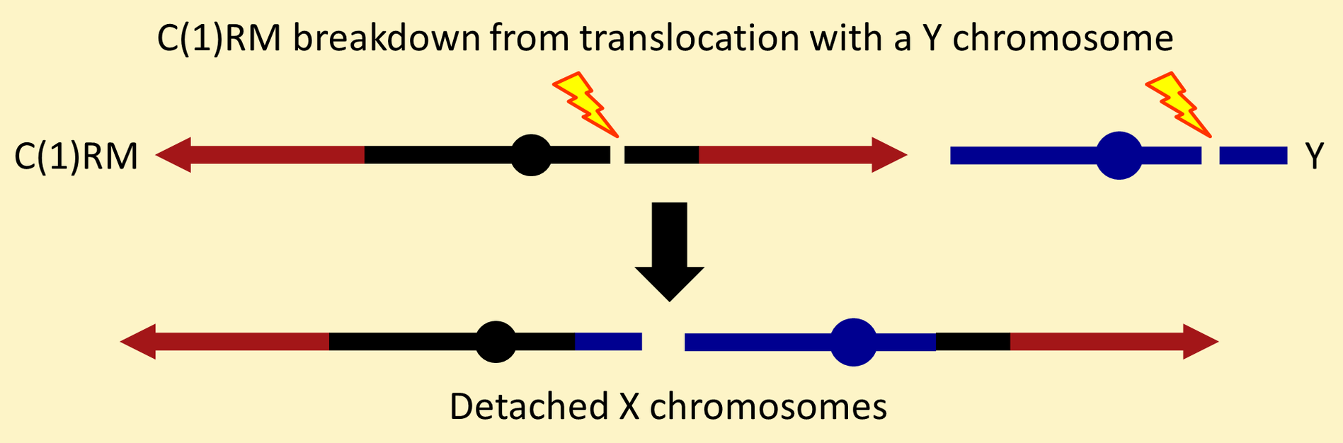 Detached X chromosomes