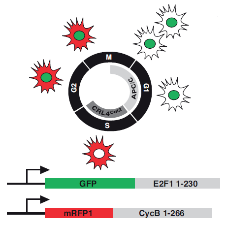 Figure of cell cycle marker expression from Zielke et al. (2014), Fly-FUCCI - a versatile tool for studying cell proliferation in complex tissues. Cell Reports.