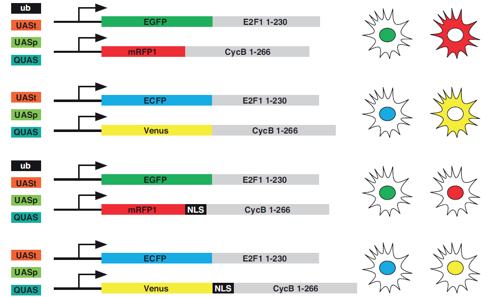 Figure of cell cycle marker expression from Zielke et al. (2014), Fly-FUCCI - a versatile tool for studying cell proliferation in complex tissues. Cell Reports.