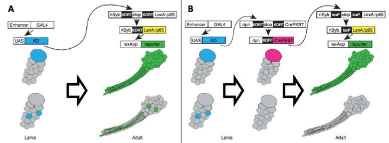 Illustration of lineage-restricted expression of a reporter gene following recombinase-mediated cassette removal from Awasaki et al. (2014), Nature Neuroscience 17:631-637