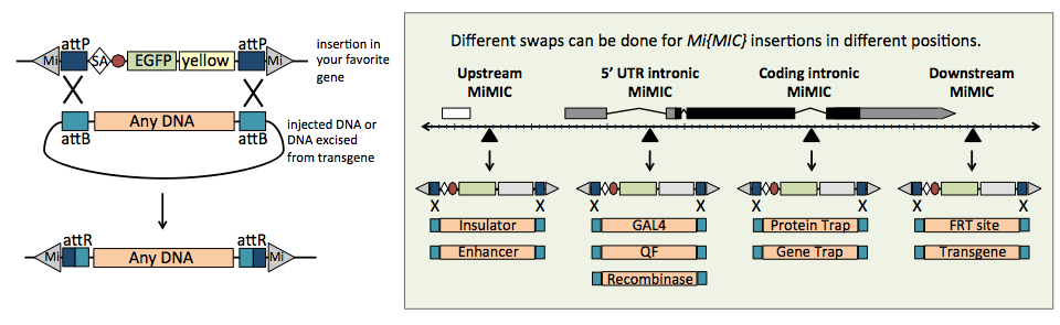 rmce can be used to swap the ayyB-flanked gene trap cassette with an attB-flanked cassette of choice