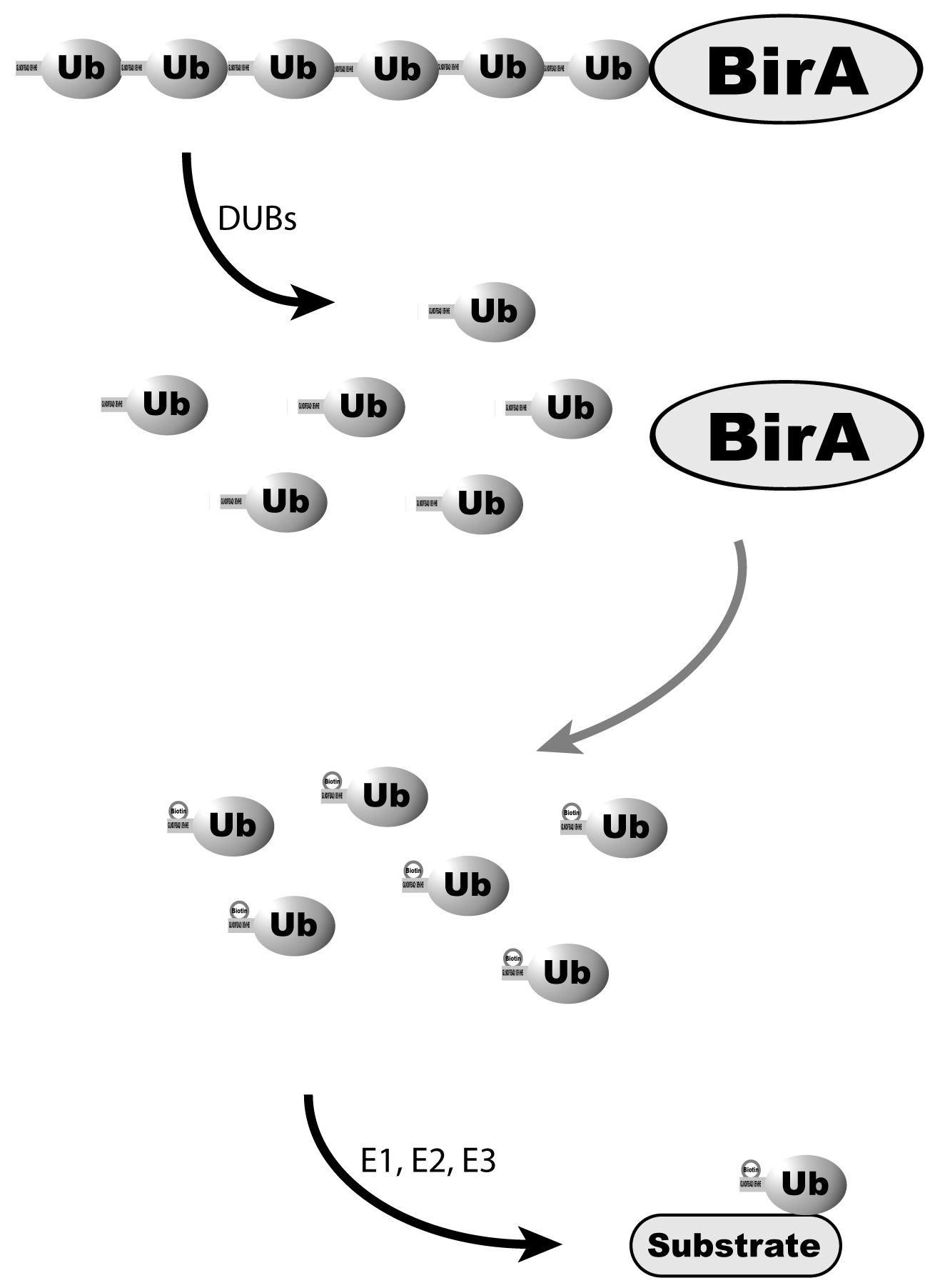 Figure of tagging proteins with biotinylated ubiquitins originating in Franco et al. (2011). A Novel Strategy to Isolate Ubiquitin Conjugates Reveals Wide Role for Ubiquitination during Neural Development. Mol. Cell. Proteomics 10: M110.002188.