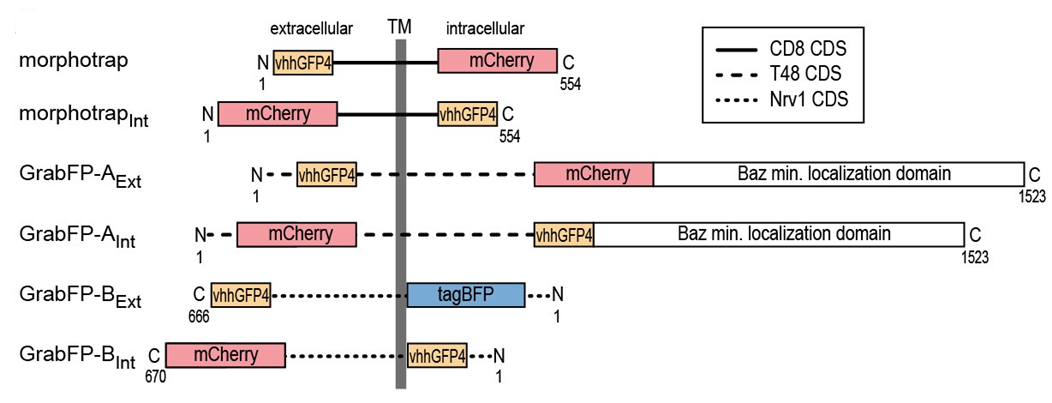 Figure of morphotrap and GrabFP constructs from Harmansa et al. (2017) A nanobody-based toolset to investigate the role of protein localization and dispersal in Drosophila” eLife 6: e22549