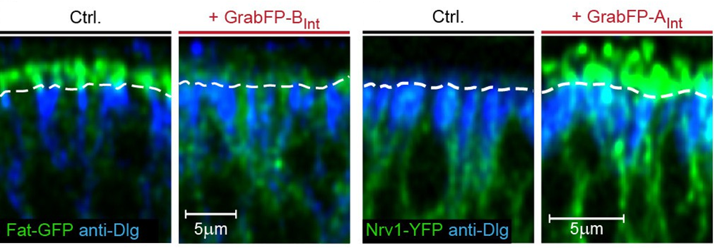 Figure of GrabFP-mediated protein mislocalization from Harmansa et al. (2017) A nanobody-based toolset to investigate the role of protein localization and dispersal in Drosophila” eLife 6: e22549