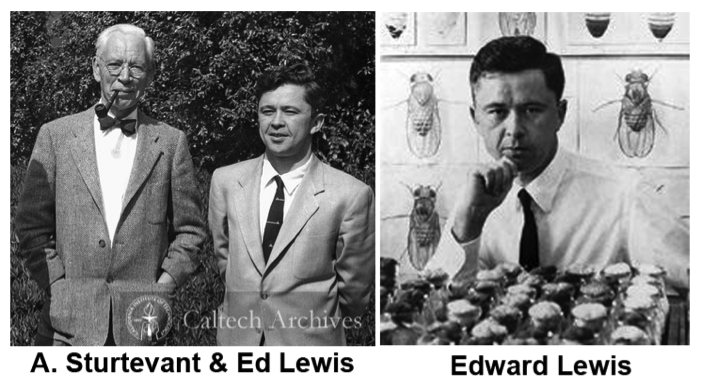 photos of Alfred Sturtevant and Ed Lewis