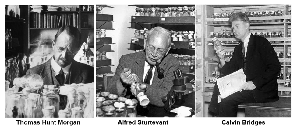 photos of Thomas H. Morgan, Alfred Sturtevant and Calvin Bridges