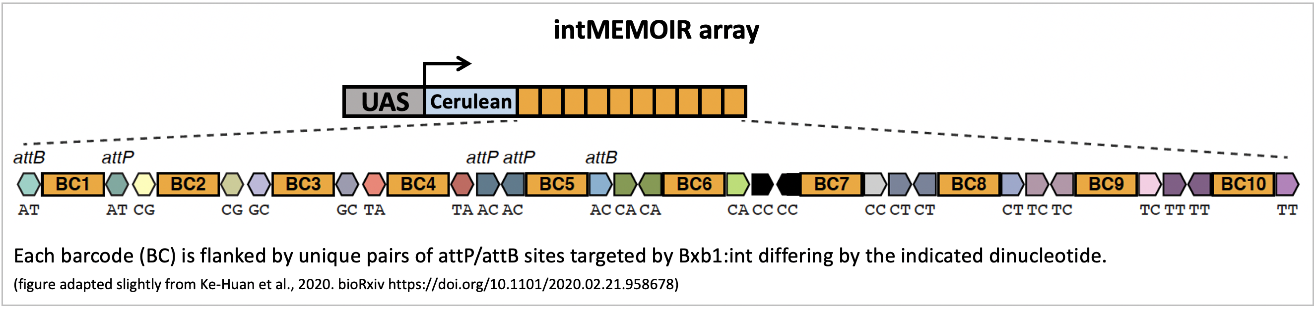 schematic of the 10 bxb1 target site-flanked barcodes that make up the intmemoir system