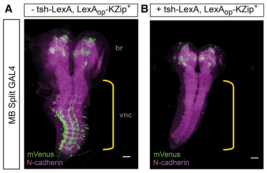 Killer Zipper illustration originating in Dolan et al. (2017). Facilitating Neuron-Specific Genetic Manipulations in Drosophila melanogaster Using a Split GAL4 Repressor. Genetics 206: 775-784