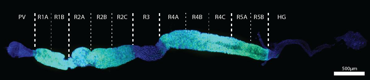 micrograph of female adult gut showing 11 defined subregions, as well as PV and HG. gut is stained for DAPI and displays GFP expression in cells throughout.