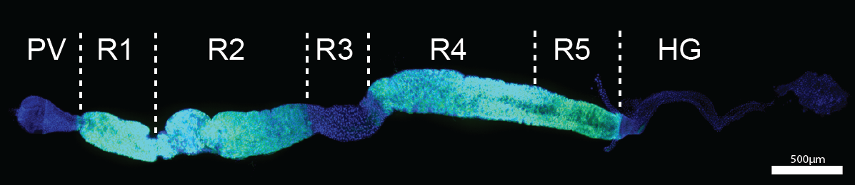 Image showing the 5 midgut regions, as well as PV and HG, including DAPI staining and GFP expression from the combination of the 2 PM drivers.