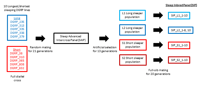 selection scheme for SIP