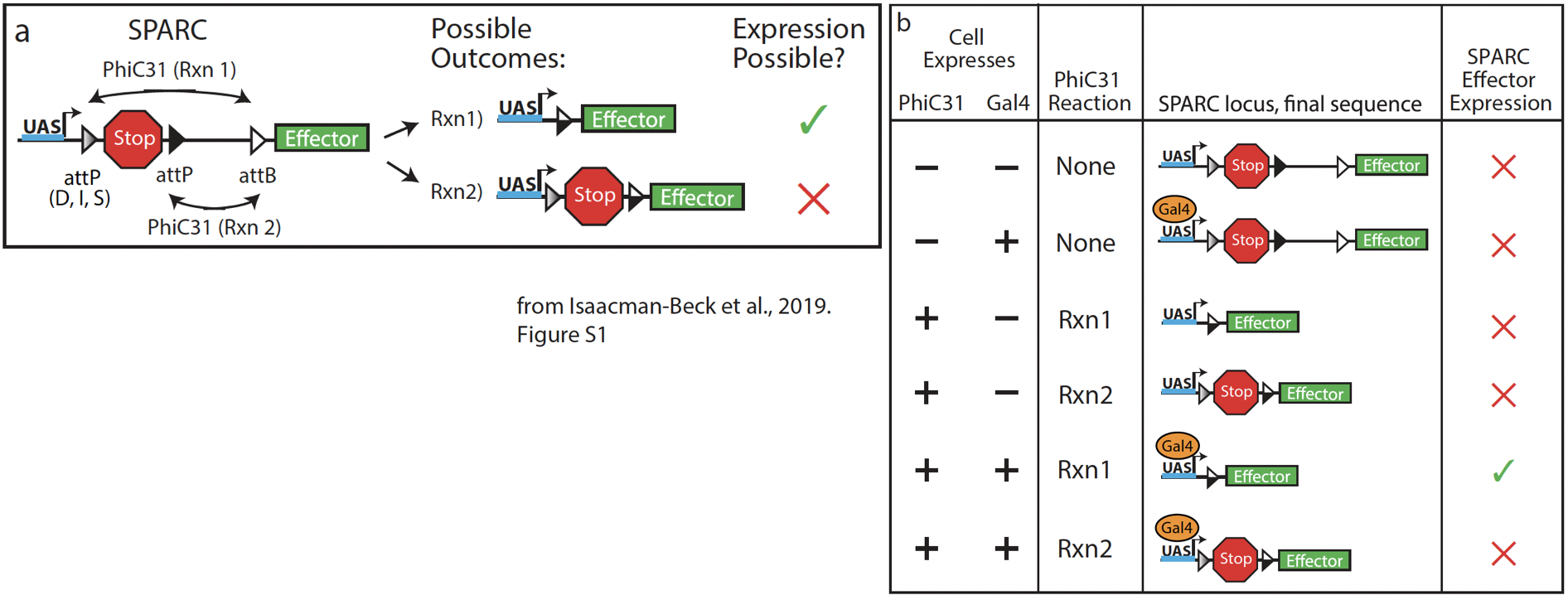 schematic of sparc mechanism and outcomes