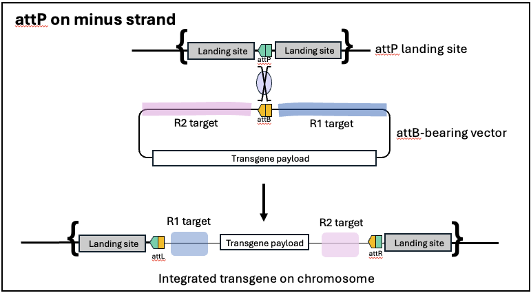 schematic of attB vector recombination into an attP landing site