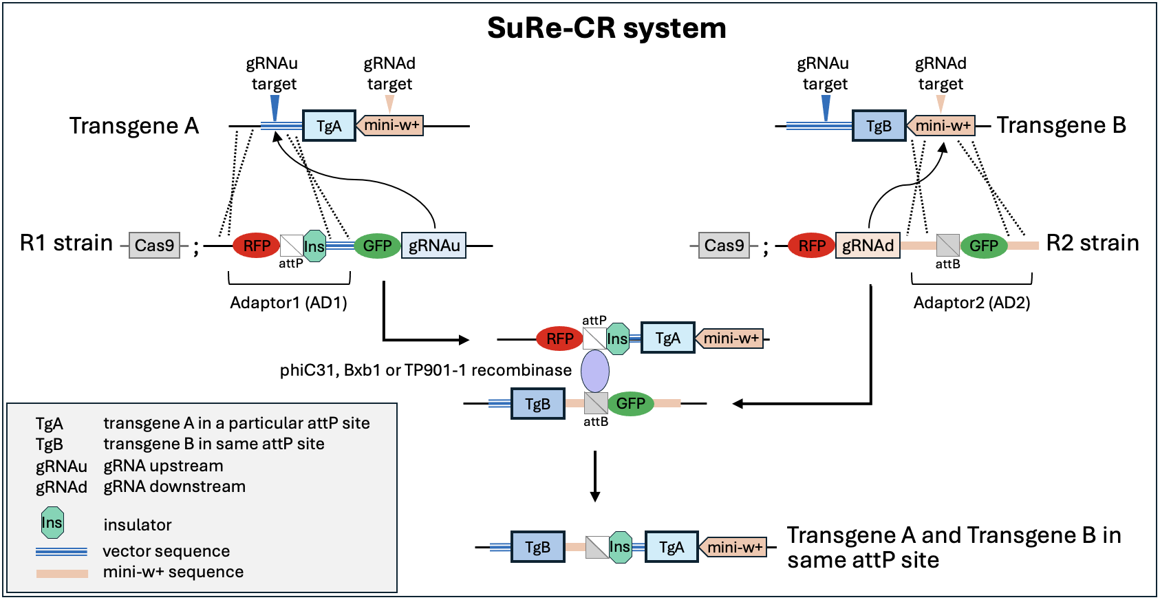 schematic of sure-cr system