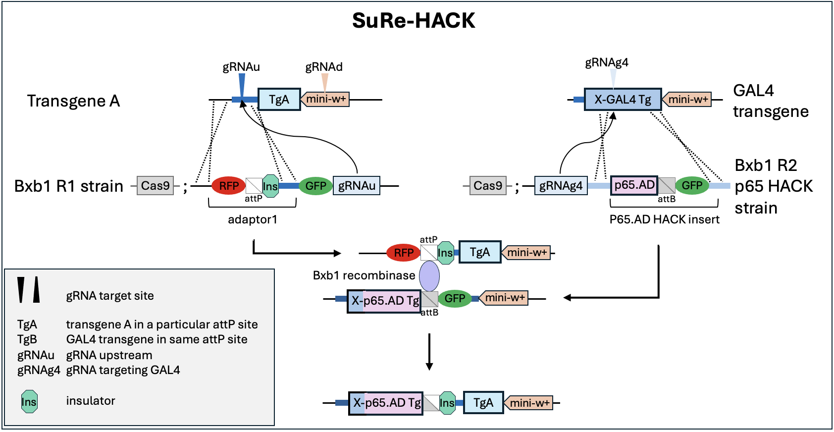 schematic of sure-hack system